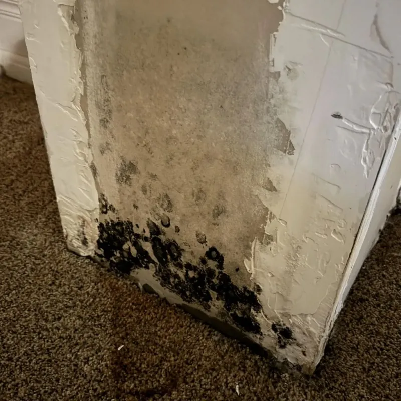 Professional Mold Removal in Rogersville, MO